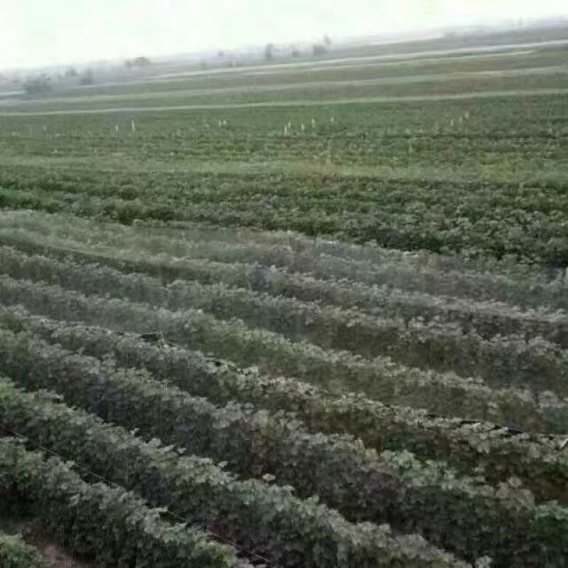 玫瑰香，巨峰葡萄已经大量上市，有需要的客商可以联系哦！