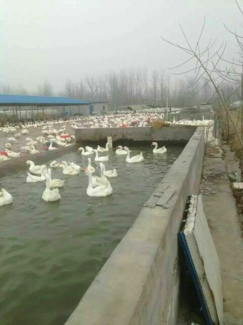 皖西白鹅鹅苗250g以上