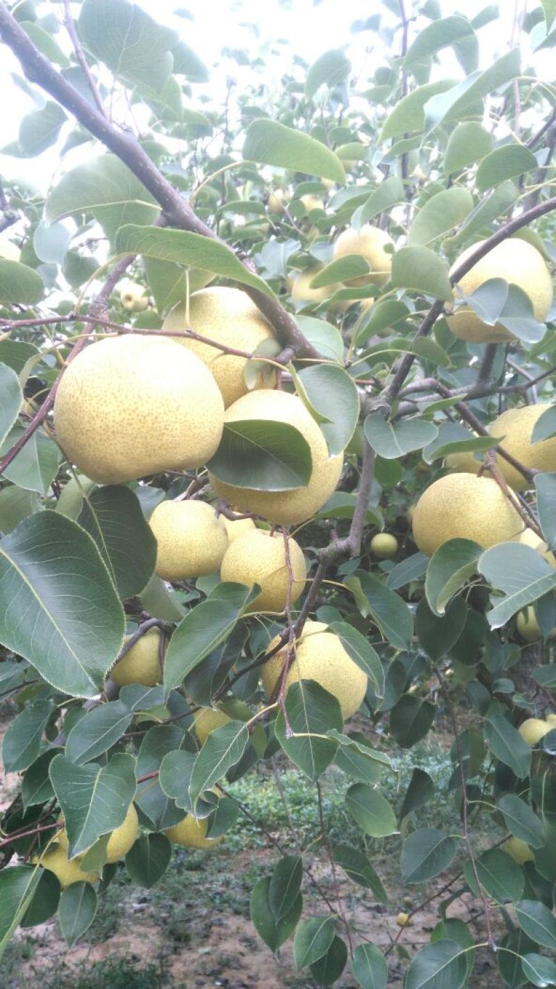砀山梨300~350g纸箱