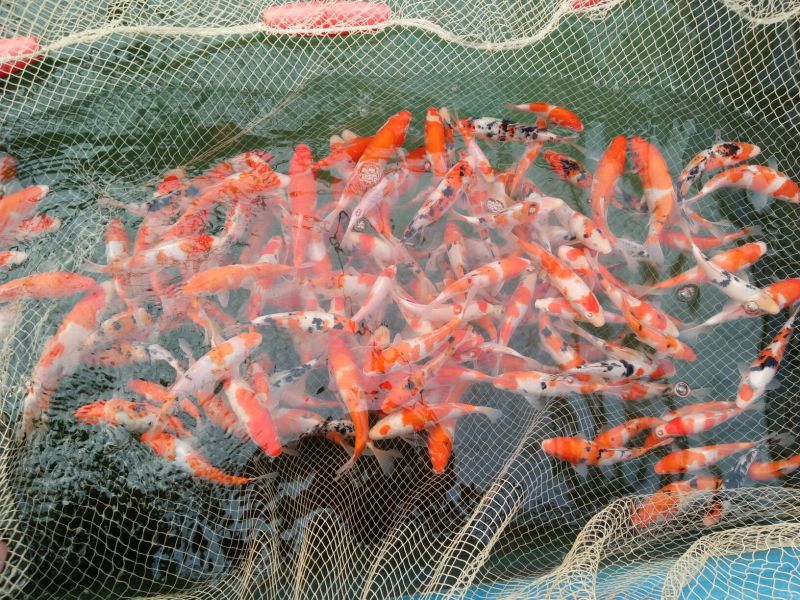 锦鲤鱼苗2两