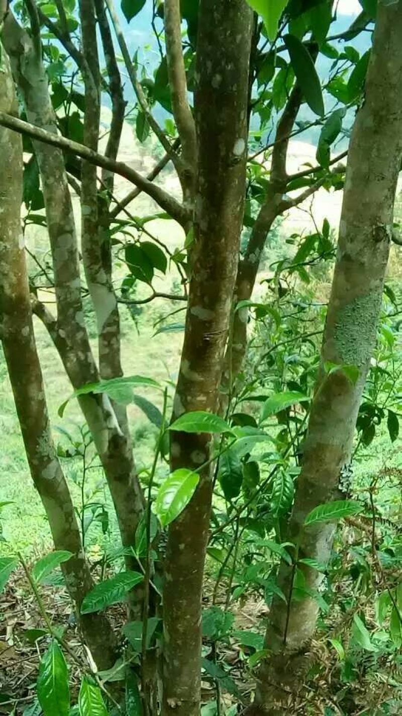 藤茶一级