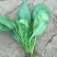 大叶菠菜20~25厘米