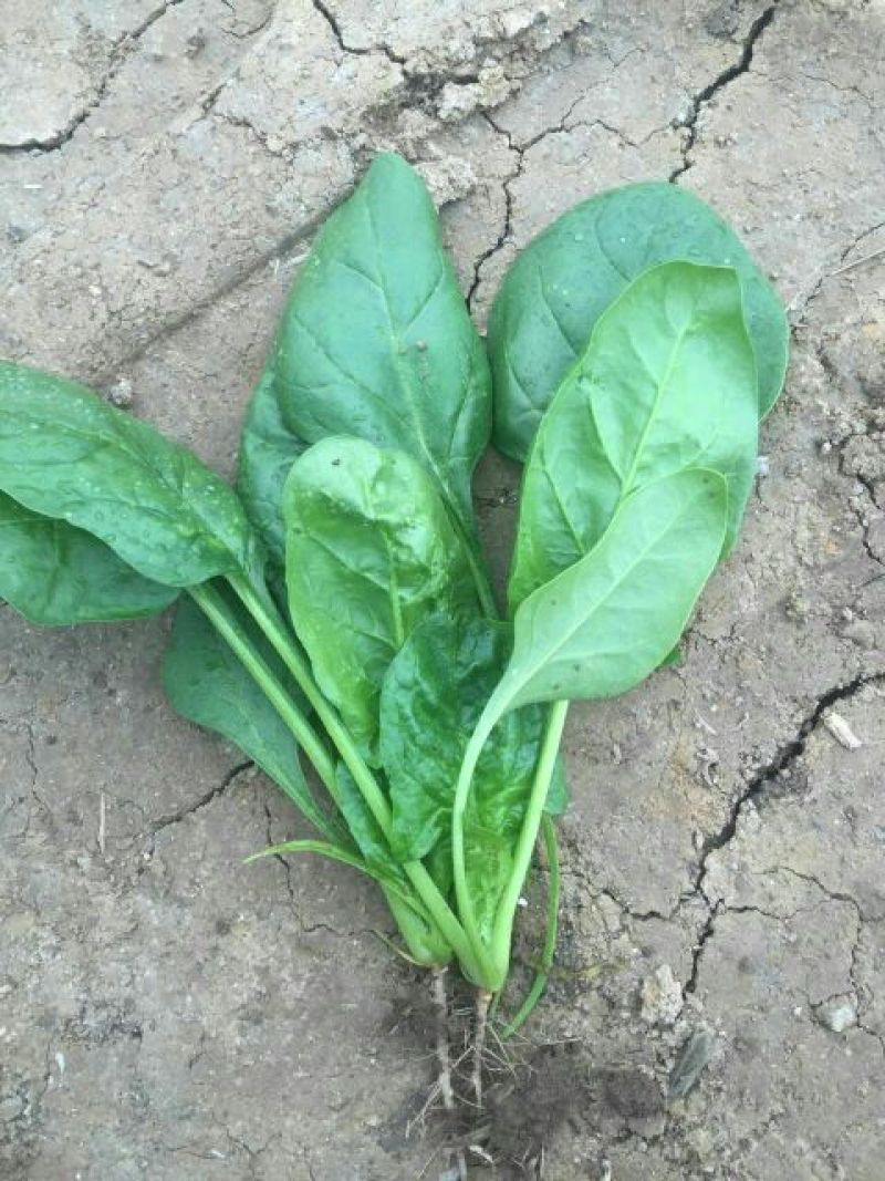 大叶菠菜20~25厘米
