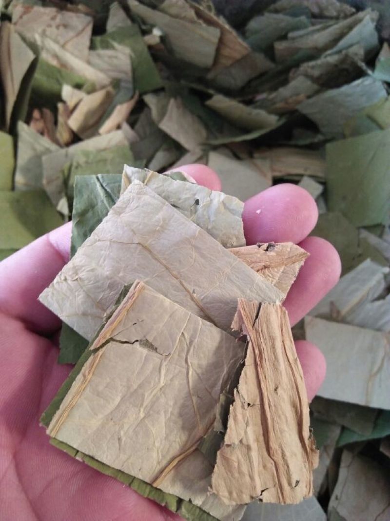 荷叶统货20cm以下