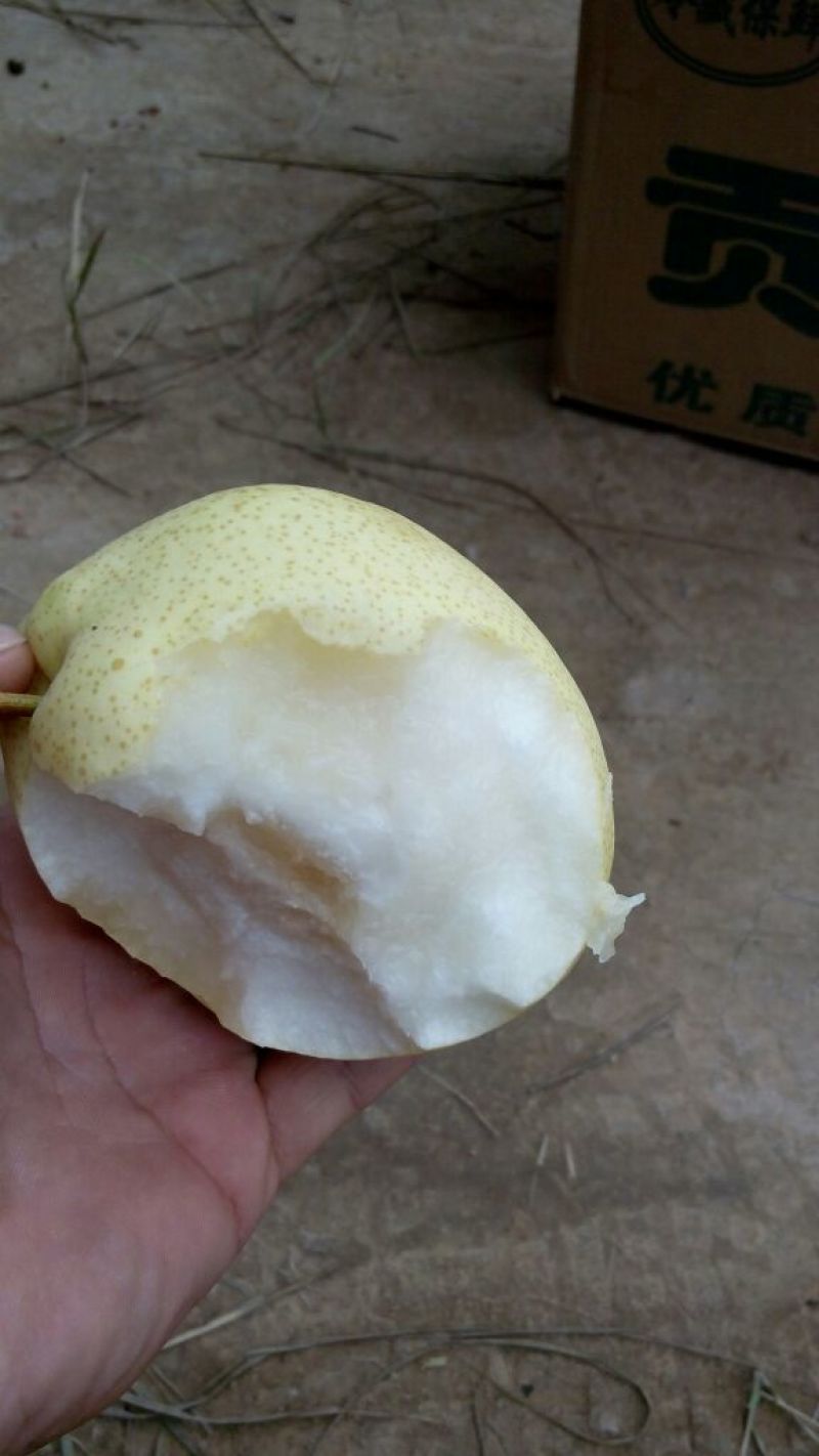 酥梨550~600g纸箱