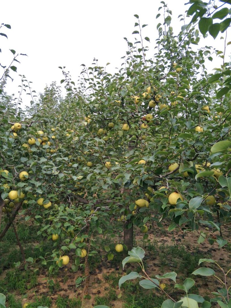 砀山梨250~300g纸箱