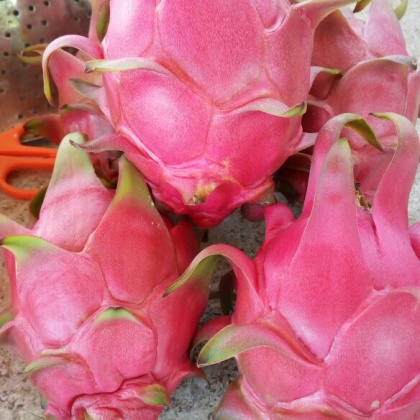 海南乐东县红心火龙果 中(5-7两)批发_林斯强供