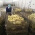 三花鹅苗250g以上