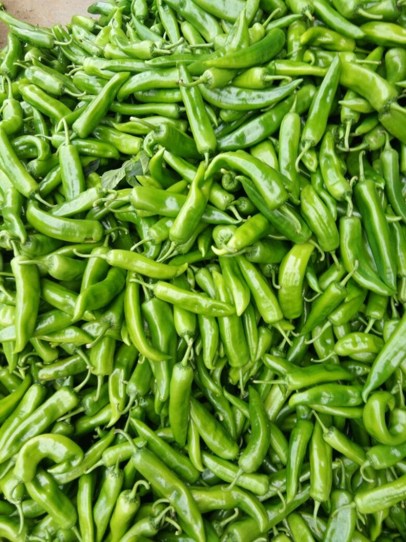 鲜辣椒10~15厘米青中辣