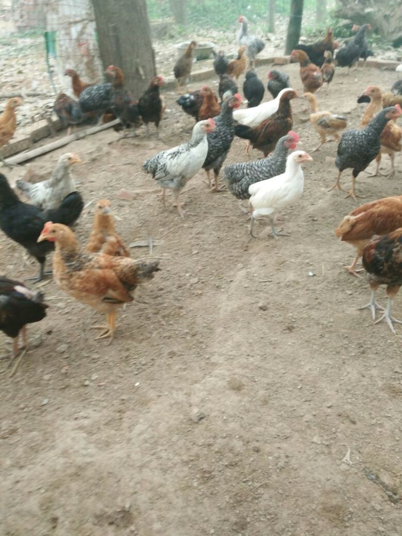 柴鸡苗1斤以上