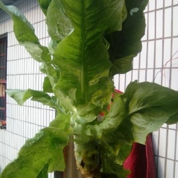 圆尖莴笋2斤以上50~60cm