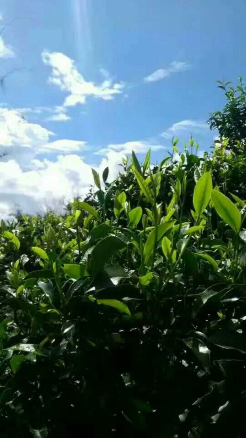 普洱绿茶