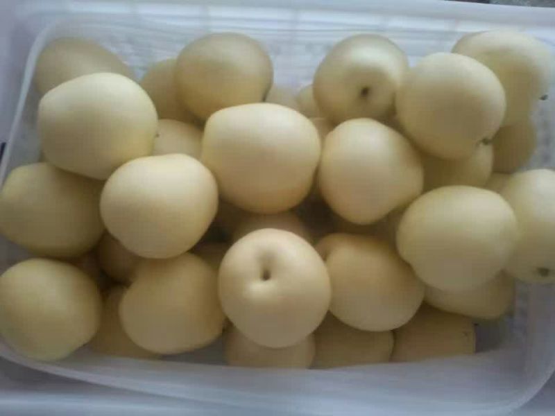 深州水果基地：益诚果品皇冠梨纸袋250~300g
