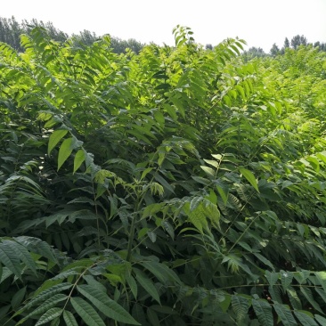 香椿苗80cm以上大棚