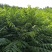 香椿苗80cm以上大棚