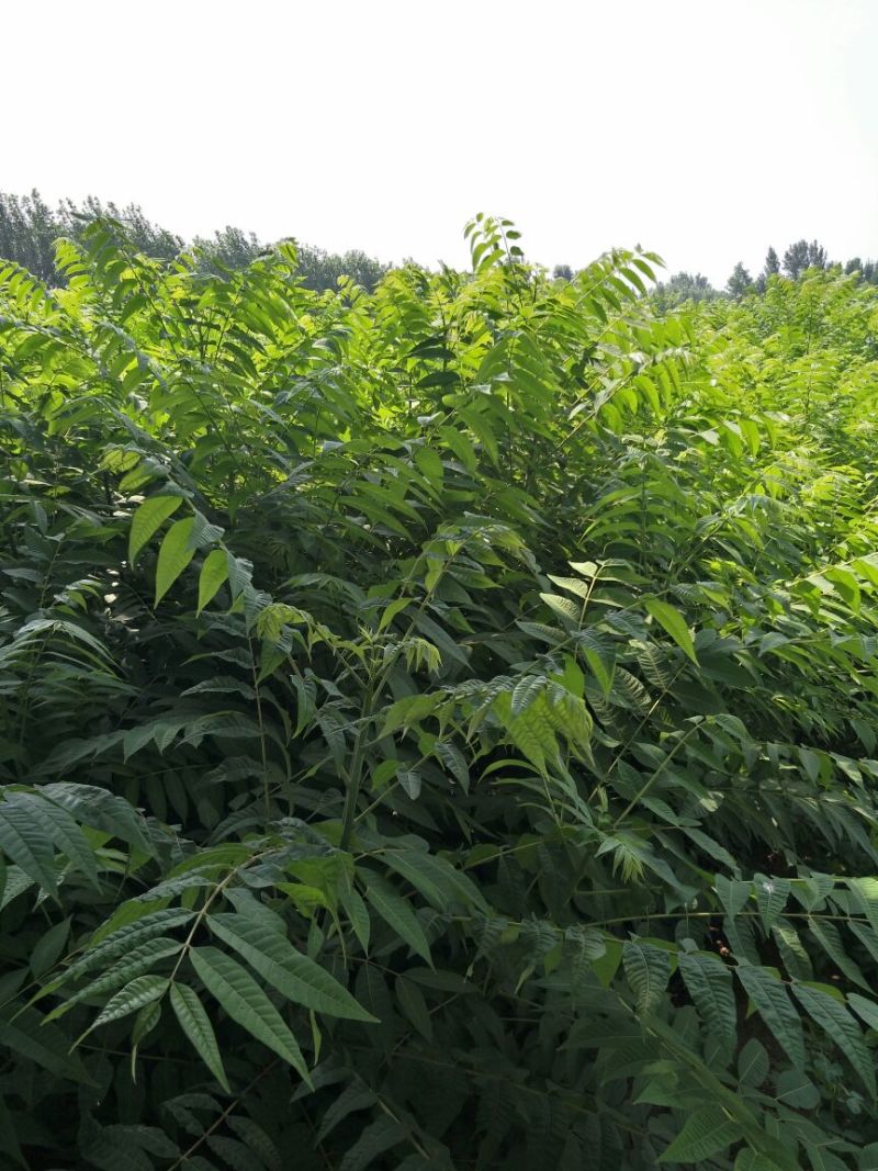 香椿苗80cm以上大棚