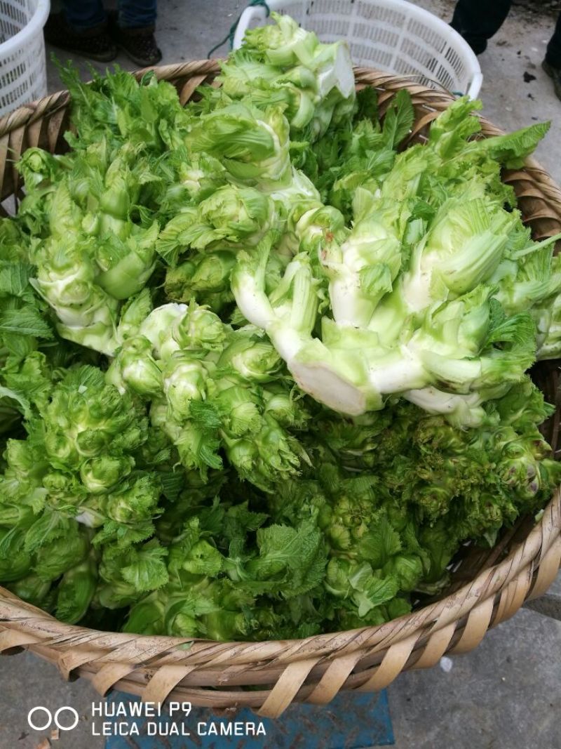 儿菜5两以上