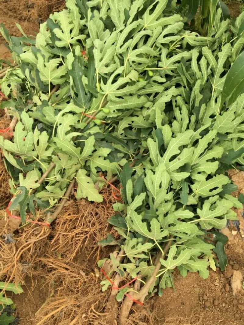 无花果苗波姬红苗，布兰瑞克苗品种多，欢迎选购