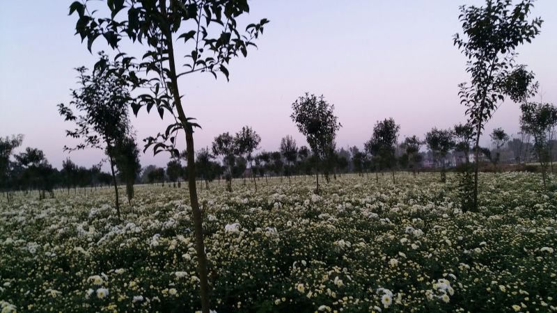白菊花茶胎菊