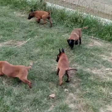 马犬母