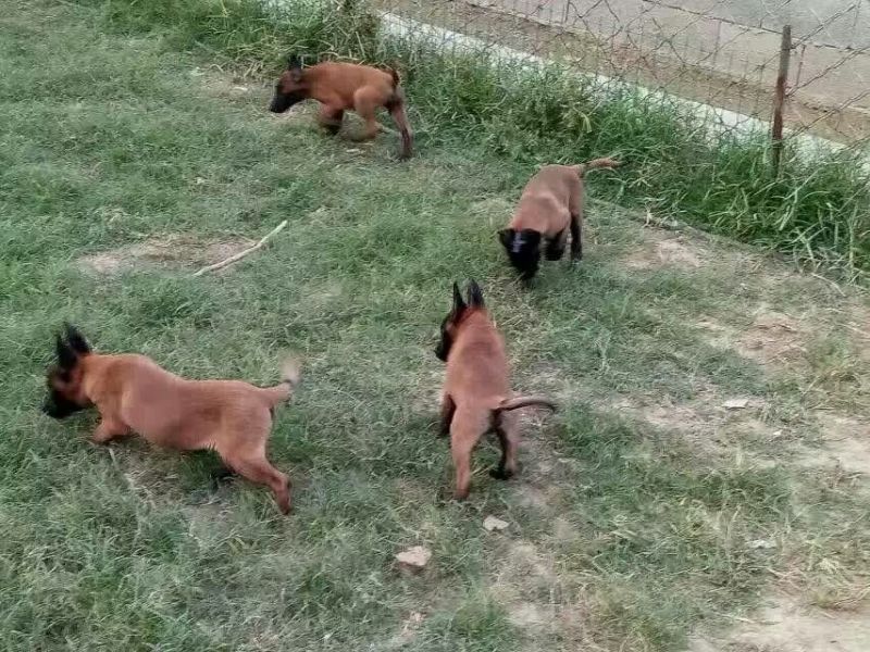 马犬母