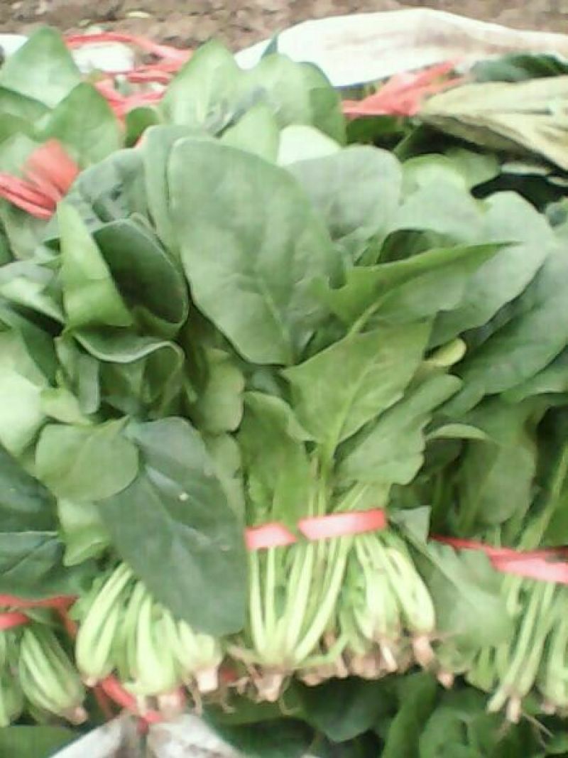 名门菠菜