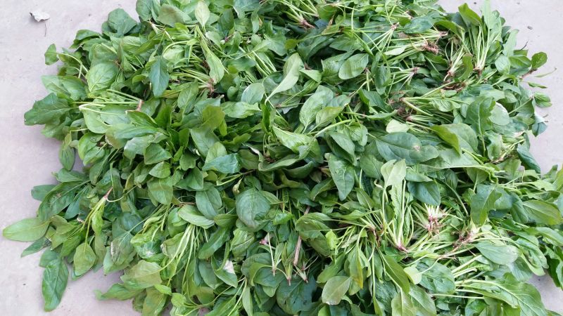 越冬菠菜15~20厘米