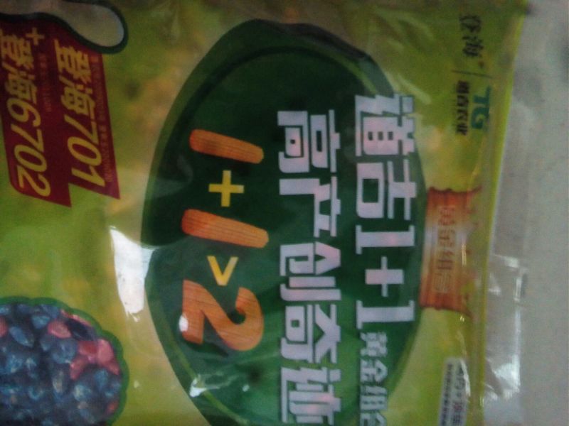 玉米种子