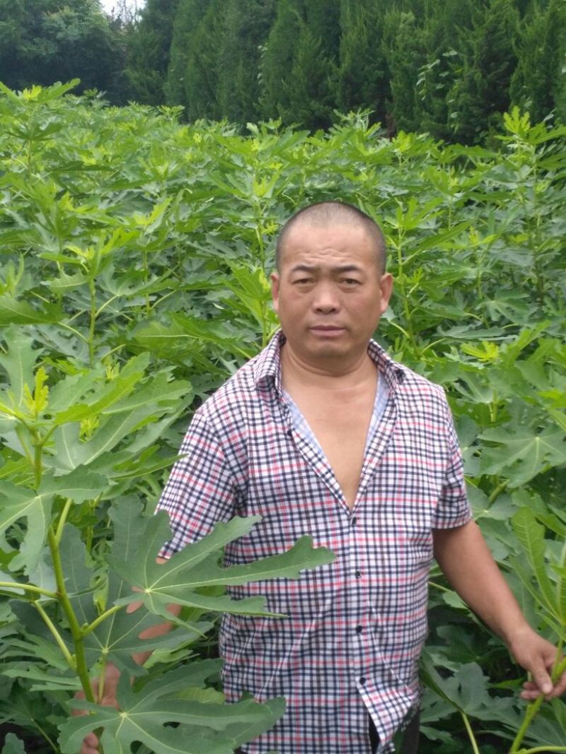 无花果苗80cm以上