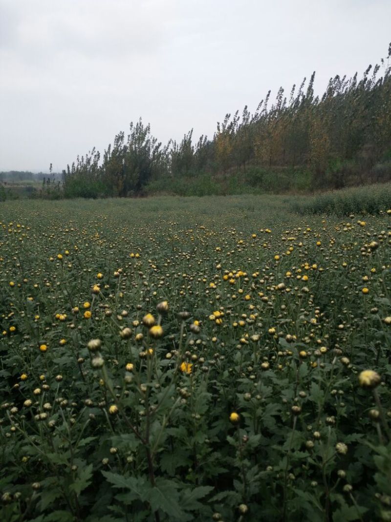 菊花茶
