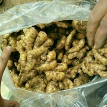 生姜3两以上带土