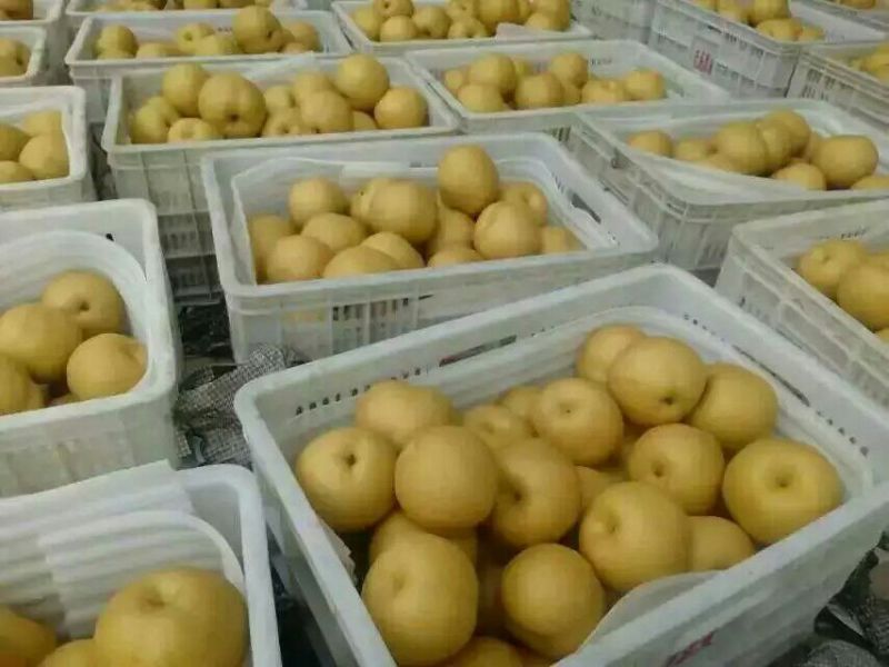 丰水梨，口感脆甜，个大皮薄，适合大型超市，市场