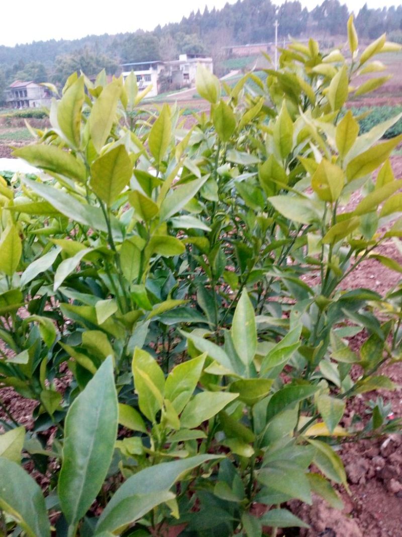 爱媛38号苗30~50cm