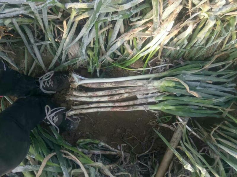 大葱35~40cm毛葱2cm左右