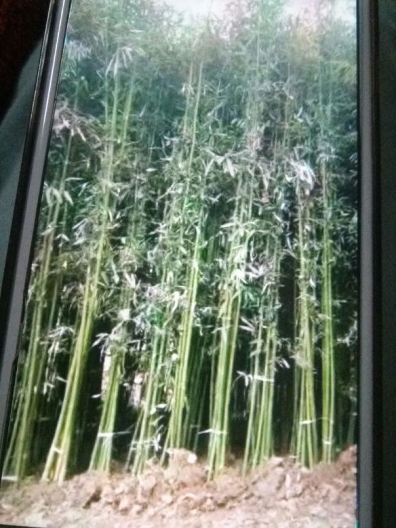 竹子2~3m