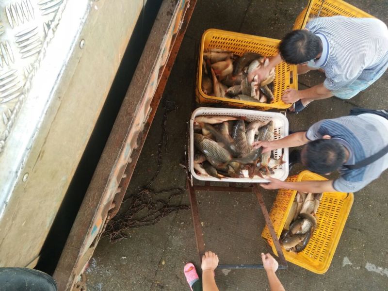 河鲤鱼食用0.5~1公斤