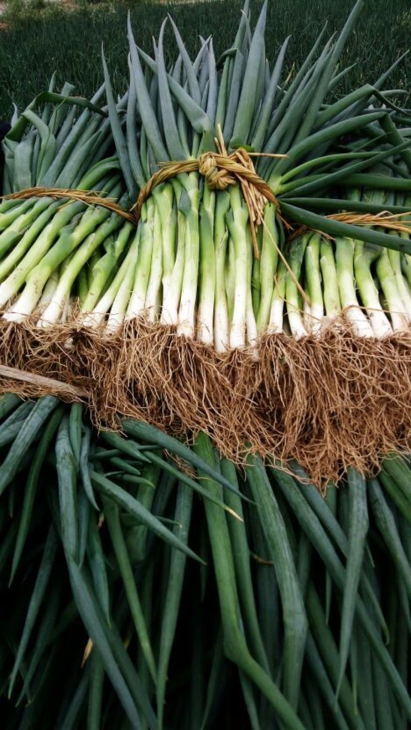 长白大葱35~40cm净葱2cm左右