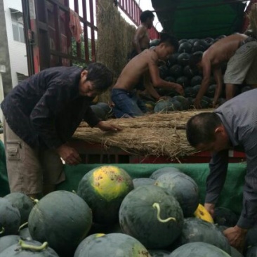 湖北荆州松滋黑皮无籽西瓜8斤打底9成熟1茬洞庭一号