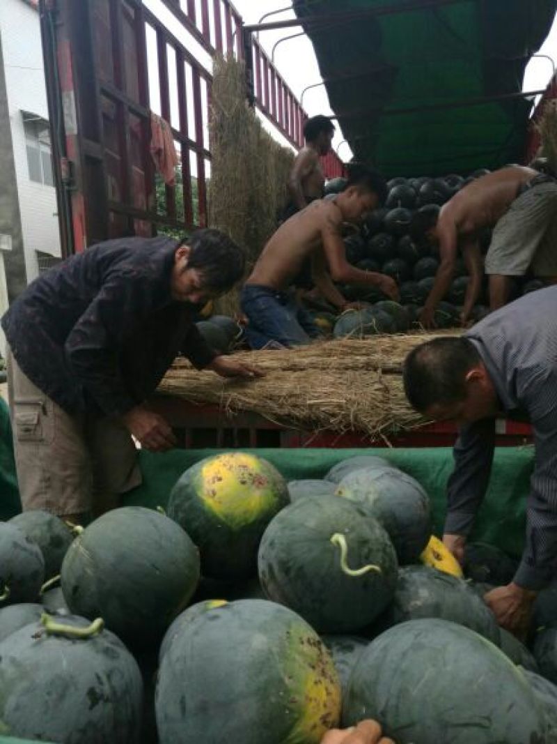 湖北荆州松滋黑皮无籽西瓜8斤打底9成熟1茬洞庭一号