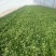 大叶菠菜20~25厘米