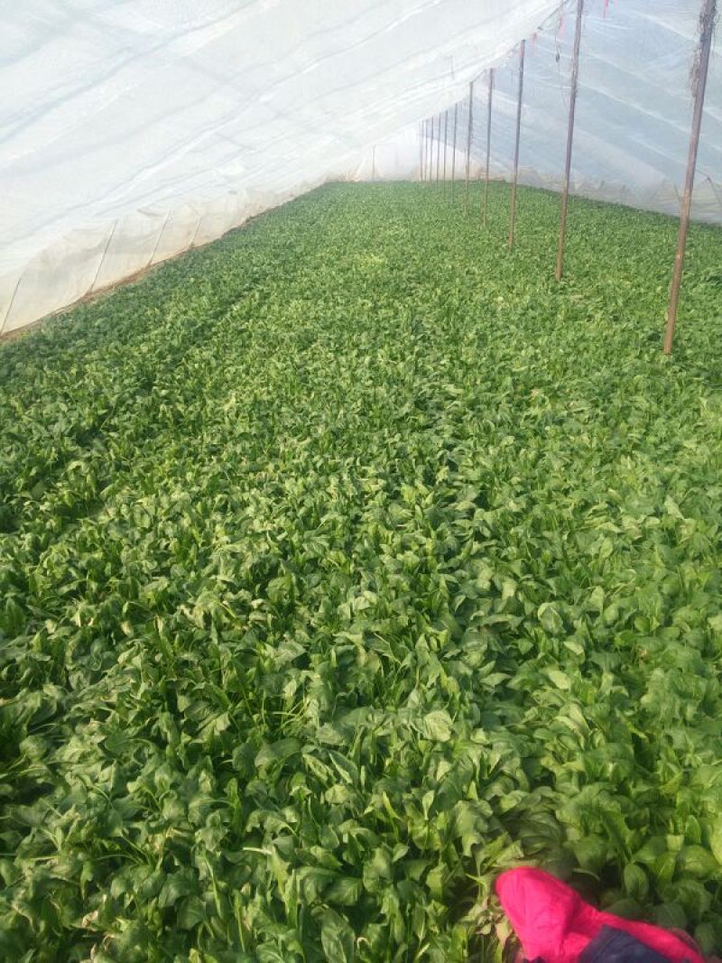 大叶菠菜20~25厘米