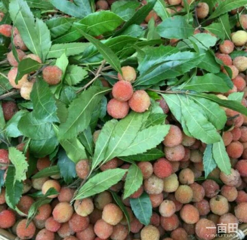 杨梅苗30~50cm