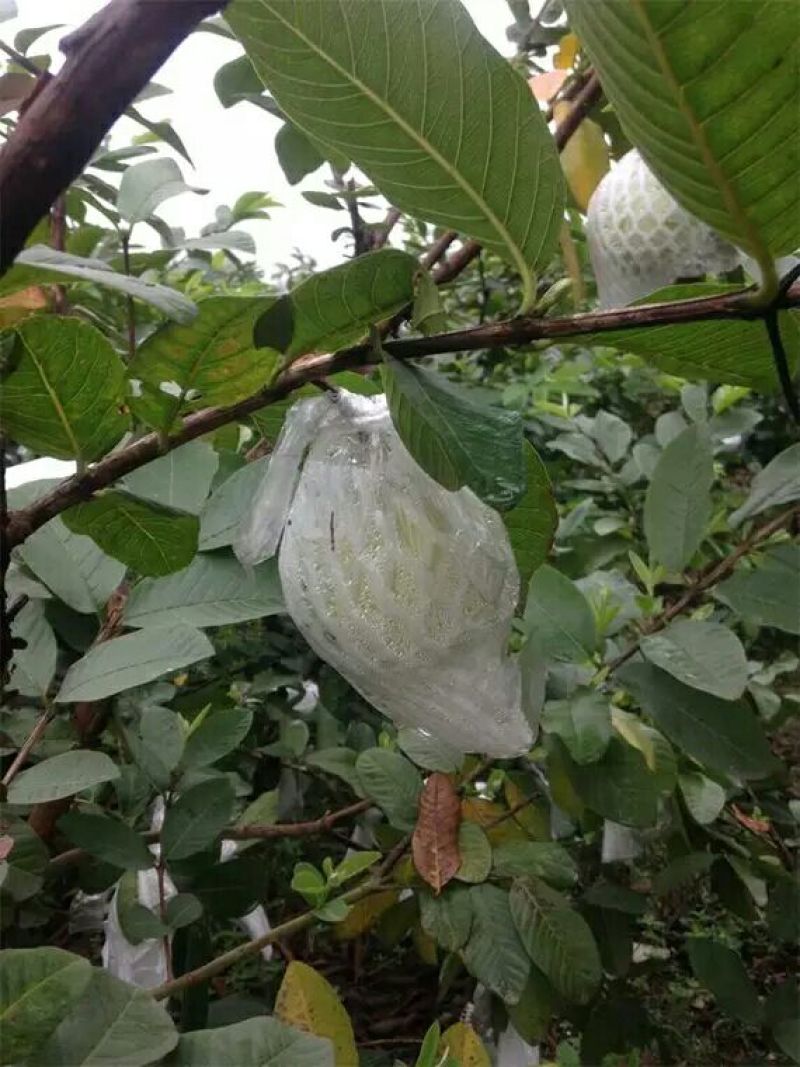 番石榴苗30~50cm