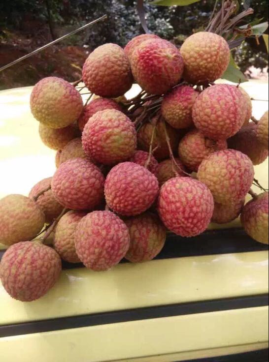 兰竹荔枝 2cm以上批发_许贤裕供应_一亩田农