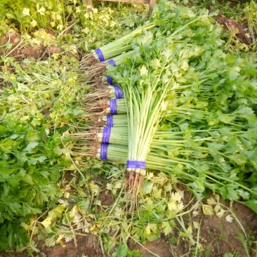 西芹60cm以上细颗量大有需要的老板联系我