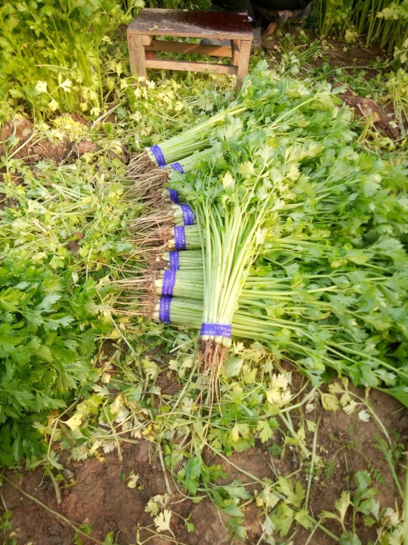 西芹60cm以上细颗量大有需要的老板联系我