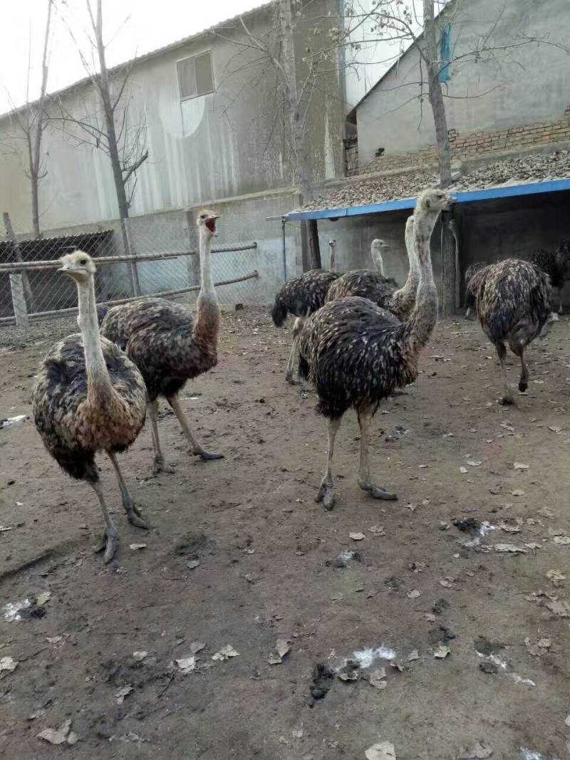 肉马