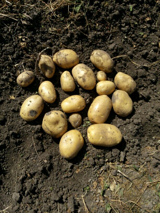 黑龙江哈尔滨市双城区尤金885土豆 2两以上批