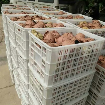 晚秋黄梨300~350g纸加膜