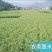 薏苡仁